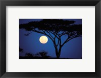 Acacia Tree in Moonlight, Tarangire, Tanzania Fine Art Print