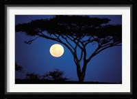 Acacia Tree in Moonlight, Tarangire, Tanzania Fine Art Print