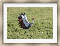 Africa, Tanzania, Ngorongoro Crater. Grey Crowned Crane dancing. Fine Art Print