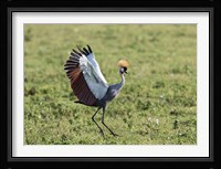 Africa, Tanzania, Ngorongoro Crater. Grey Crowned Crane dancing. Fine Art Print