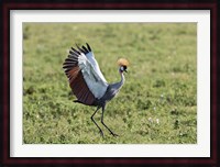 Africa, Tanzania, Ngorongoro Crater. Grey Crowned Crane dancing. Fine Art Print