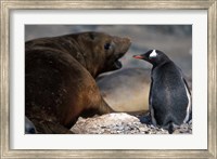 Antarctica, Livingston Island, Gentoo penguin Fine Art Print