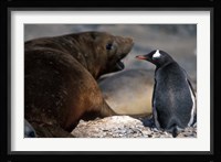 Antarctica, Livingston Island, Gentoo penguin Fine Art Print