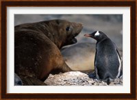 Antarctica, Livingston Island, Gentoo penguin Fine Art Print