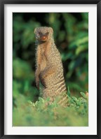 Botswana, Chobe NP, Banded Mongoose river bank Fine Art Print