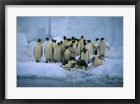 Emperor Penguins, Cape Roget, Ross Sea, Antarctica Fine Art Print