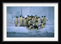 Emperor Penguins, Cape Roget, Ross Sea, Antarctica Fine Art Print