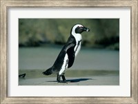 African Penguin, Cape Peninsula, South Africa Fine Art Print