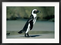 African Penguin, Cape Peninsula, South Africa Fine Art Print