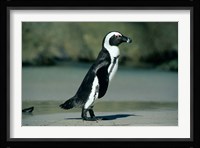 African Penguin, Cape Peninsula, South Africa Fine Art Print