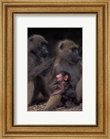 Botswana, Chobe NP, Chacma Baboon primate, Chobe River Fine Art Print