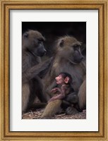 Botswana, Chobe NP, Chacma Baboon primate, Chobe River Fine Art Print