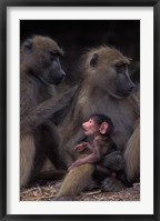 Botswana, Chobe NP, Chacma Baboon primate, Chobe River Fine Art Print