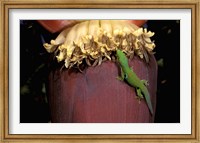 Day Gecko, Ranamofana, Madagascar Fine Art Print