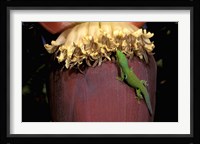 Day Gecko, Ranamofana, Madagascar Fine Art Print