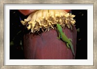 Day Gecko, Ranamofana, Madagascar Fine Art Print