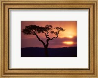 Acacia Tree as Storm Clears, Masai Mara Game Reserve, Kenya Fine Art Print