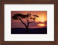 Acacia Tree as Storm Clears, Masai Mara Game Reserve, Kenya Fine Art Print
