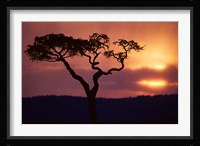 Acacia Tree as Storm Clears, Masai Mara Game Reserve, Kenya Fine Art Print
