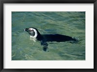 African Penguin swimming, Cape Peninsula, South Africa Fine Art Print