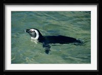 African Penguin swimming, Cape Peninsula, South Africa Fine Art Print