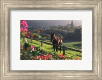 Constantia Winery, Cape Town, South Africa Fine Art Print