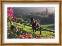 Constantia Winery, Cape Town, South Africa Fine Art Print