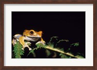Frog in the Analamazaotra National Park, Madagascar Fine Art Print