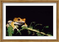 Frog in the Analamazaotra National Park, Madagascar Fine Art Print