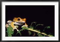 Frog in the Analamazaotra National Park, Madagascar Fine Art Print
