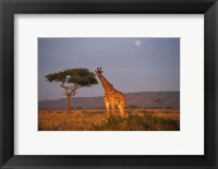 Giraffe Feeding on Savanna, Masai Mara Game Reserve, Kenya Fine Art Print