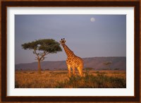 Giraffe Feeding on Savanna, Masai Mara Game Reserve, Kenya Fine Art Print