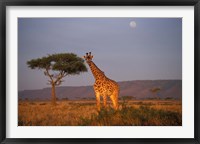 Giraffe Feeding on Savanna, Masai Mara Game Reserve, Kenya Fine Art Print