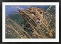 Cheetah Resting on Savanna, Masai Mara Game Reserve, Kenya Fine Art Print