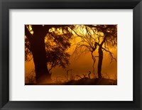 Dust Hanging in Air, Auob River Bed, Kgalagadi Transfrontier Park, South Africa Fine Art Print