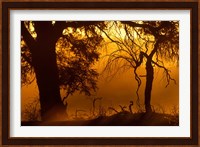 Dust Hanging in Air, Auob River Bed, Kgalagadi Transfrontier Park, South Africa Fine Art Print
