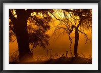 Dust Hanging in Air, Auob River Bed, Kgalagadi Transfrontier Park, South Africa Fine Art Print