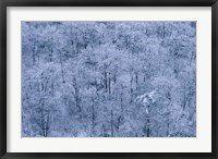 Forest Covered with Snow, Mt Huangshan (Yellow Mountain), China Fine Art Print