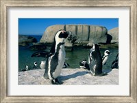 African Penguins, South Africa Fine Art Print
