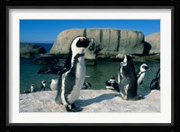 African Penguins, South Africa Fine Art Print