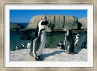 African Penguins, South Africa Fine Art Print