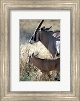 Beisa Oryx and Calf, Kenya Fine Art Print
