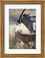Beisa Oryx and Calf, Kenya Fine Art Print