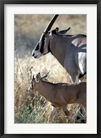 Beisa Oryx and Calf, Kenya Fine Art Print