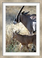 Beisa Oryx and Calf, Kenya Fine Art Print