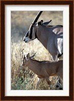 Beisa Oryx and Calf, Kenya Fine Art Print