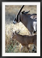 Beisa Oryx and Calf, Kenya Fine Art Print