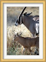 Beisa Oryx and Calf, Kenya Fine Art Print