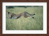 Cheetah Running After Prey, Masai Mara Game Reserve, Kenya Fine Art Print