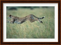 Cheetah Running After Prey, Masai Mara Game Reserve, Kenya Fine Art Print